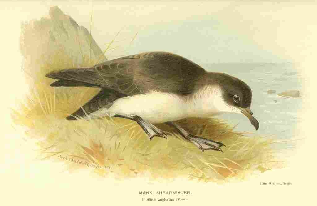 Thorburn Archibald 1885 Shearwater Manx A4 Photo Print