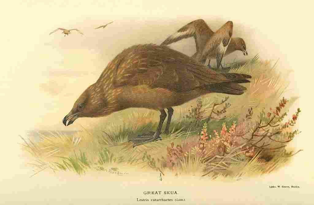 Thorburn Archibald 1885 Skua Great A4 Photo Print