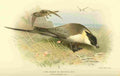 Thorburn Archibald 1885 Skua Long tailed or Buffons A4 Photo Print