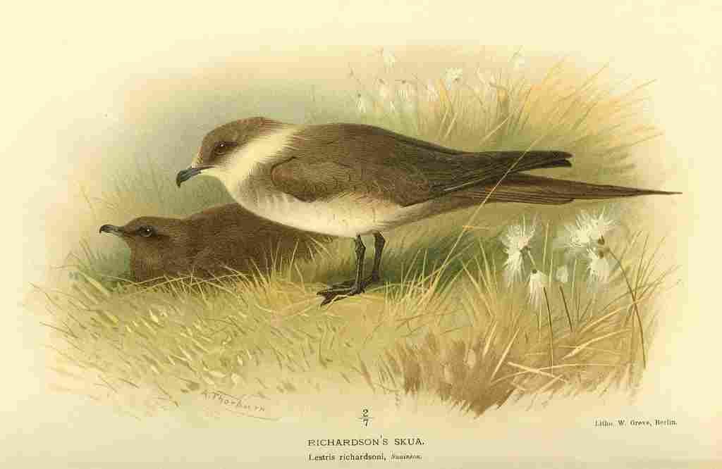 Thorburn Archibald 1885 Skua Richardsons A4 Photo Print