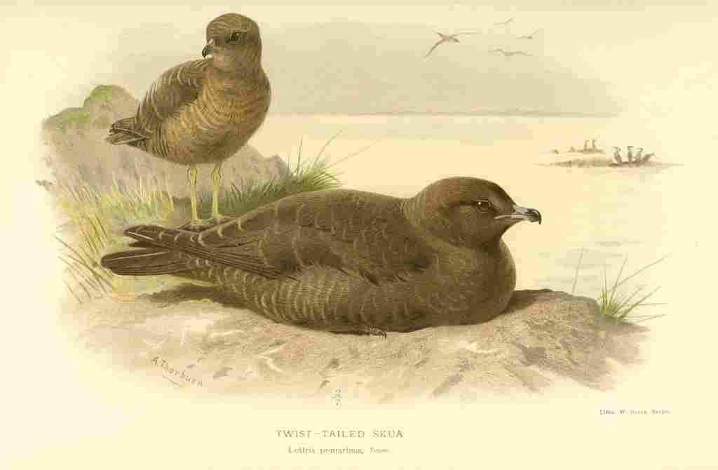 Thorburn Archibald 1885 Skua Twist tailed 1 A4 Photo Print