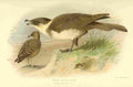 Thorburn Archibald 1885 Skua Twist tailed 2 A4 Photo Print