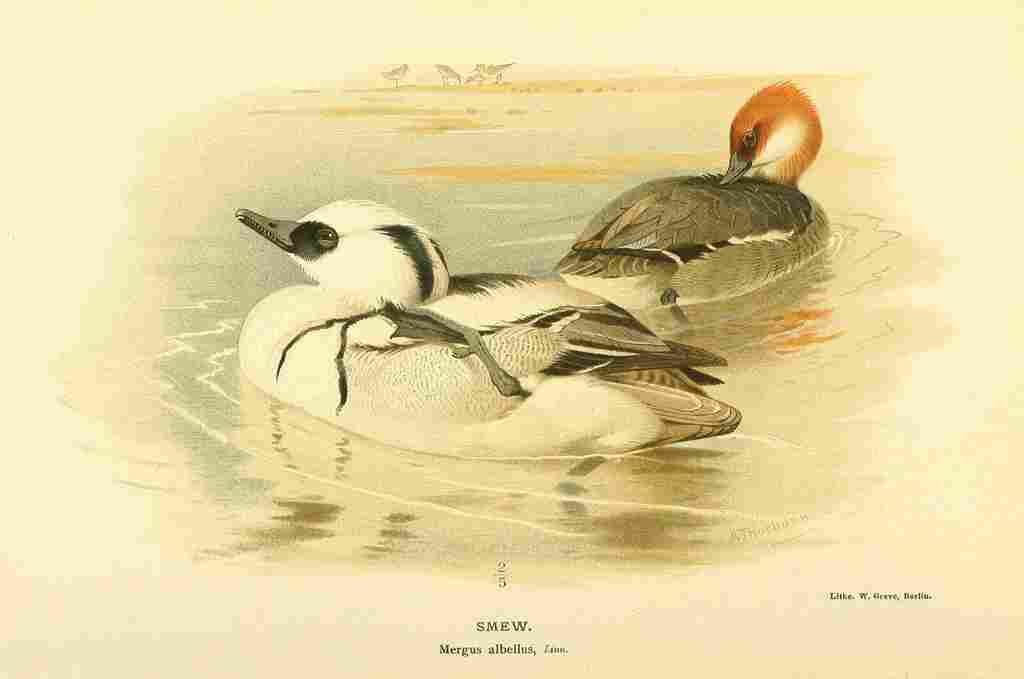 Thorburn Archibald 1885 Smew A4 Photo Print
