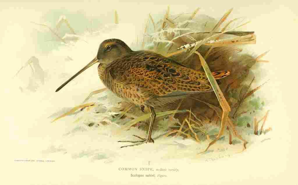 Thorburn Archibald 1885 Snipe Common Winter A4 Photo Print