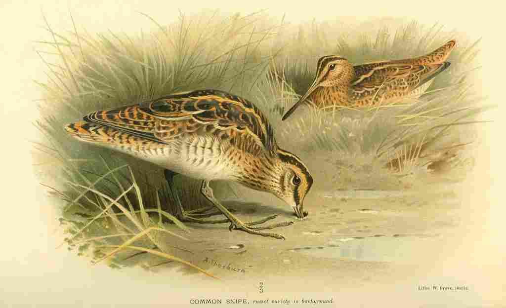Thorburn Archibald 1885 Snipe Common A4 Photo Print