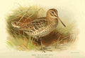Thorburn Archibald 1885 Snipe Great A4 Photo Print