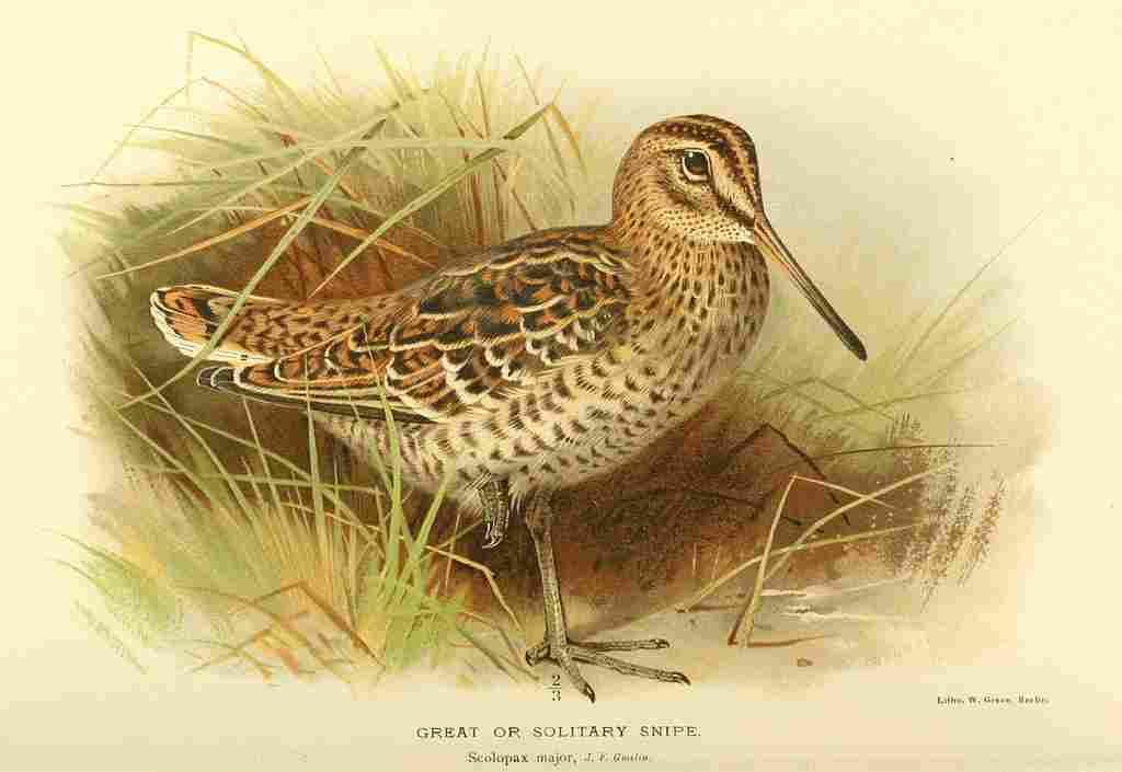 Thorburn Archibald 1885 Snipe Great A4 Photo Print