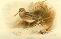 Thorburn Archibald 1885 Snipe Jack A4 Photo Print
