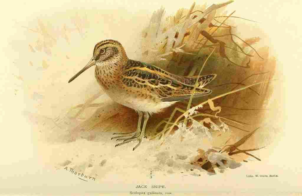 Thorburn Archibald 1885 Snipe Jack A4 Photo Print