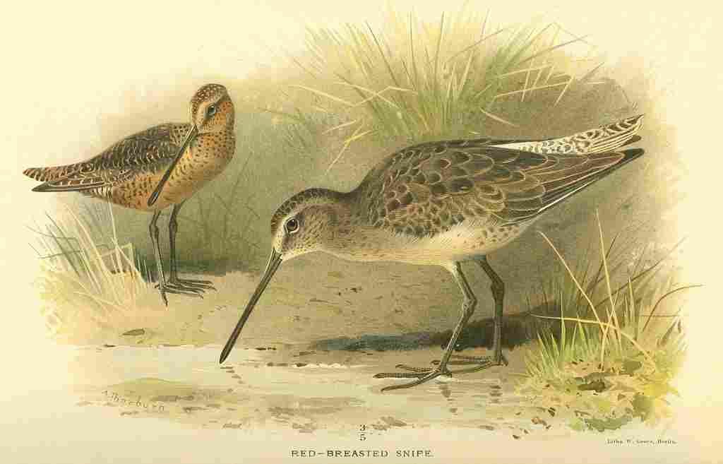 Thorburn Archibald 1885 Snipe Red breasted A4 Photo Print