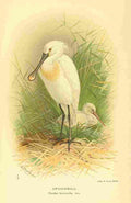 Thorburn Archibald 1885 Spoonbill A4 Photo Print