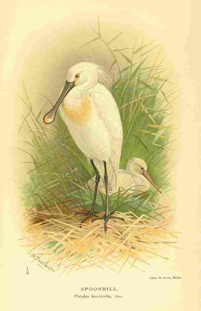Thorburn Archibald 1885 Spoonbill A4 Photo Print