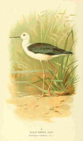Thorburn Archibald 1885 Stilt Black winged A4 Photo Print