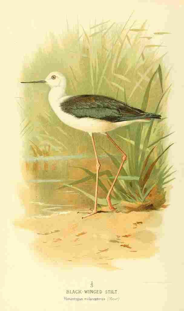 Thorburn Archibald 1885 Stilt Black winged A4 Photo Print