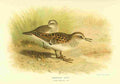 Thorburn Archibald 1885 Stint American A4 Photo Print