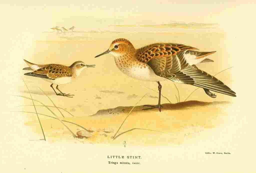 Thorburn Archibald 1885 Stint Little A4 Photo Print
