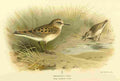 Thorburn Archibald 1885 Stint Temmincks A4 Photo Print