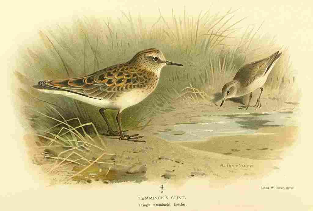 Thorburn Archibald 1885 Stint Temmincks A4 Photo Print