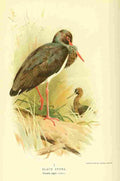 Thorburn Archibald 1885 Stork Black A4 Photo Print