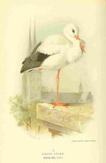 Thorburn Archibald 1885 Stork White A4 Photo Print