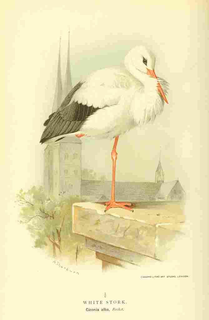 Thorburn Archibald 1885 Stork White A4 Photo Print