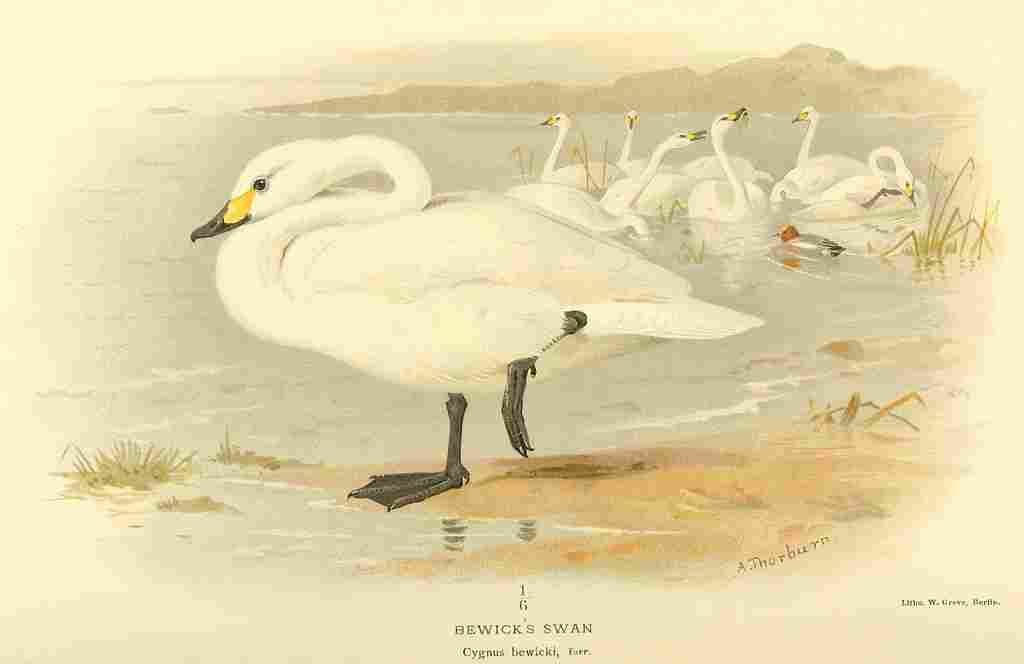 Thorburn Archibald 1885 Swan Bewicks A4 Photo Print