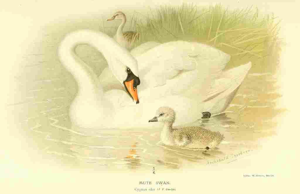 Thorburn Archibald 1885 Swan Mute A4 Photo Print