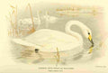 Thorburn Archibald 1885 Swan Wild Common A4 Photo Print