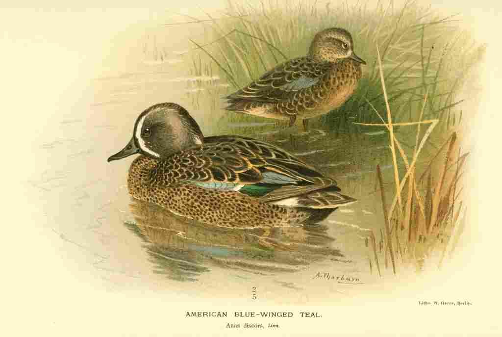 Thorburn Archibald 1885 Teal American Blue winged A4 Photo Print