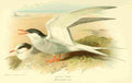 Thorburn Archibald 1885 Tern Arctic A4 Photo Print