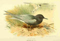 Thorburn Archibald 1885 Tern Black A4 Photo Print