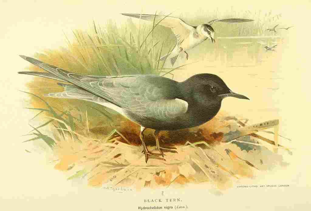 Thorburn Archibald 1885 Tern Black A4 Photo Print