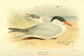 Thorburn Archibald 1885 Tern Caspian A4 Photo Print