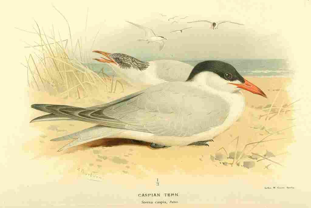 Thorburn Archibald 1885 Tern Caspian A4 Photo Print