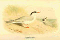 Thorburn Archibald 1885 Tern Common A4 Photo Print