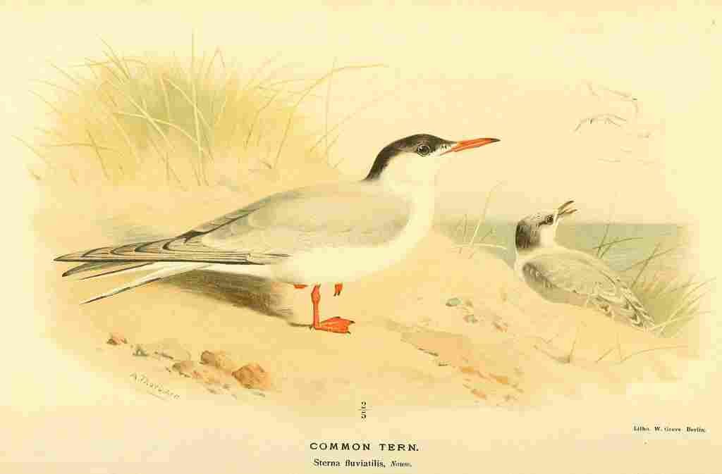 Thorburn Archibald 1885 Tern Common A4 Photo Print