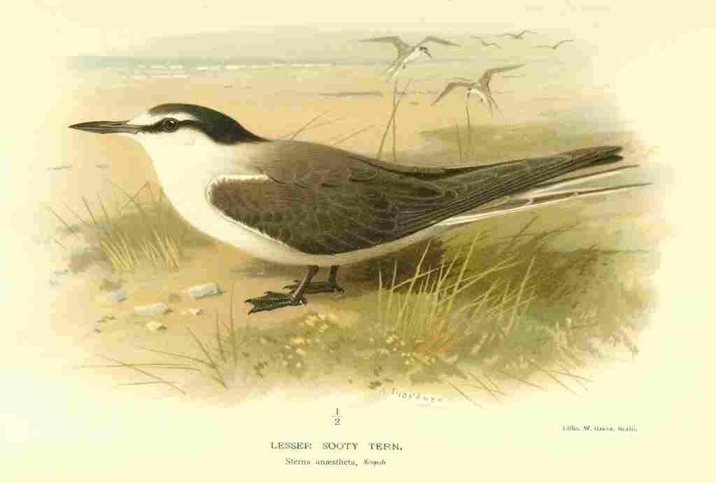 Thorburn Archibald 1885 Tern Lesser Sooty A4 Photo Print