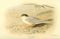 Thorburn Archibald 1885 Tern Little A4 Photo Print