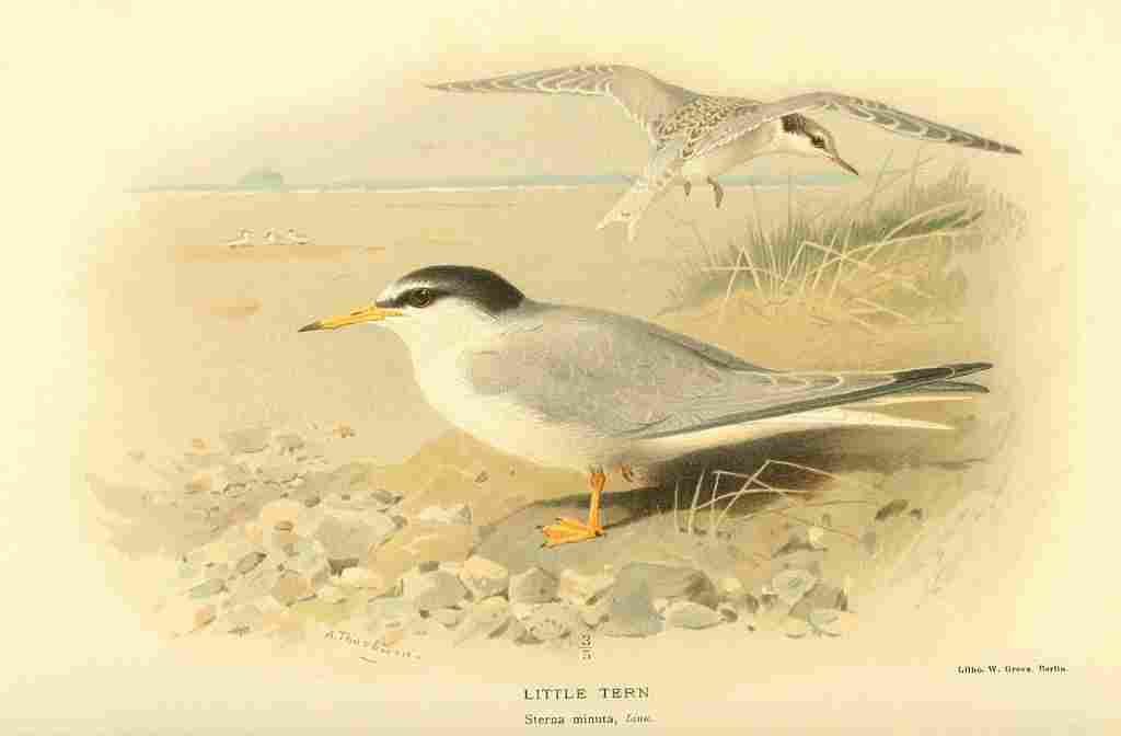 Thorburn Archibald 1885 Tern Little A4 Photo Print
