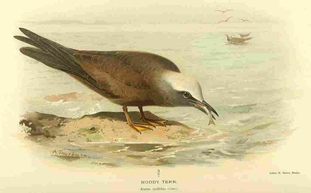 Thorburn Archibald 1885 Tern Noddy A4 Photo Print