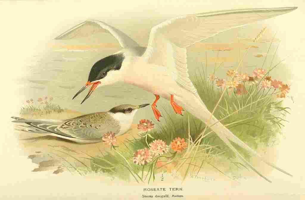 Thorburn Archibald 1885 Tern Roseate A4 Photo Print