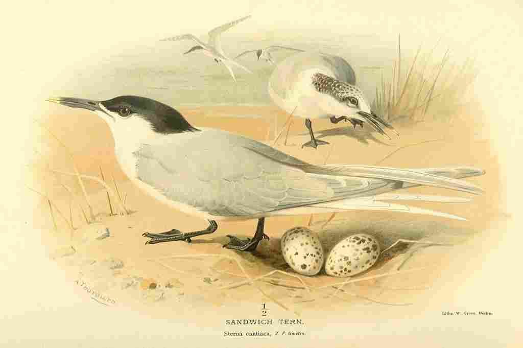 Thorburn Archibald 1885 Tern Sandwich A4 Photo Print