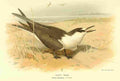 Thorburn Archibald 1885 Tern Sooty A4 Photo Print