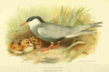 Thorburn Archibald 1885 Tern Whiskered A4 Photo Print
