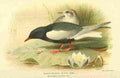 Thorburn Archibald 1885 Tern White winged Black A4 Photo Print