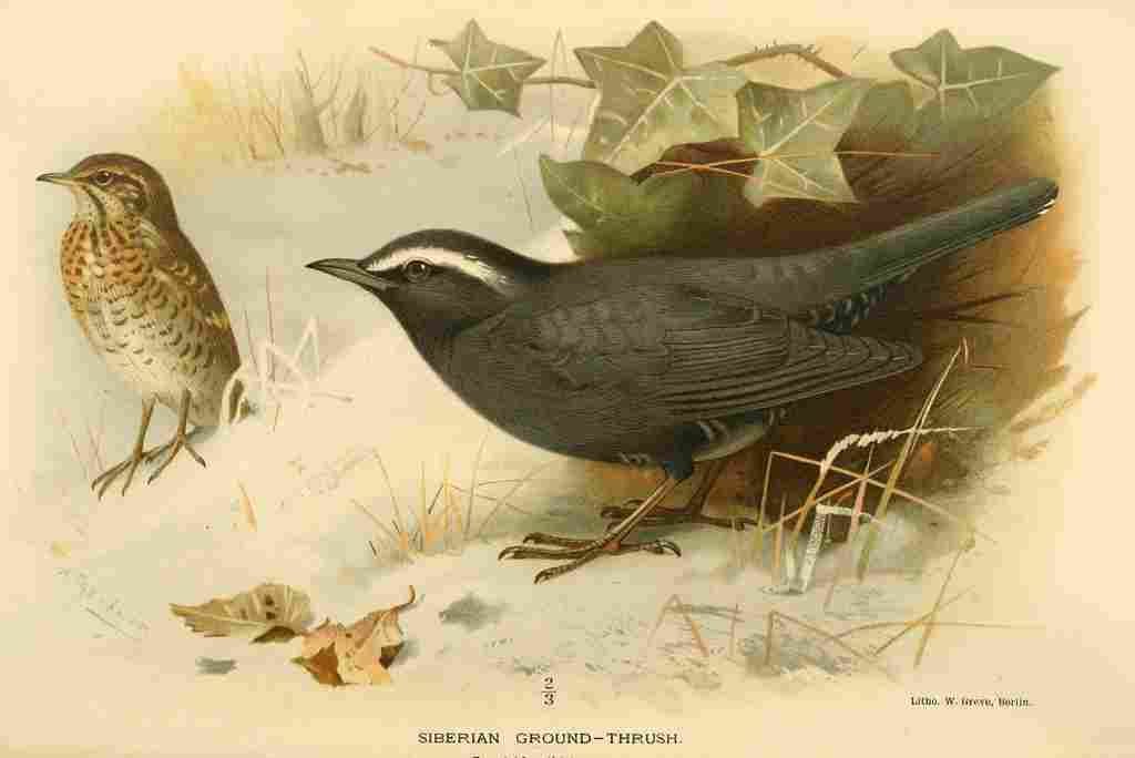 Thorburn Archibald 1885 Thrush Siberian Ground A4 Photo Print