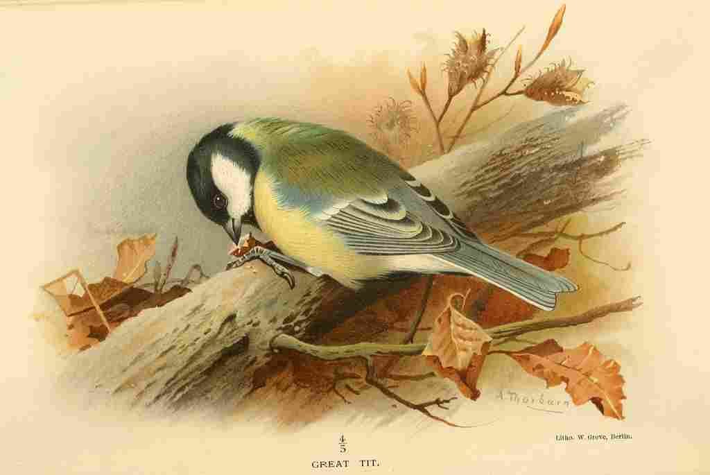 Thorburn Archibald 1885 Tit Great A4 Photo Print