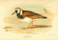 Thorburn Archibald 1885 Turnstone A4 Photo Print