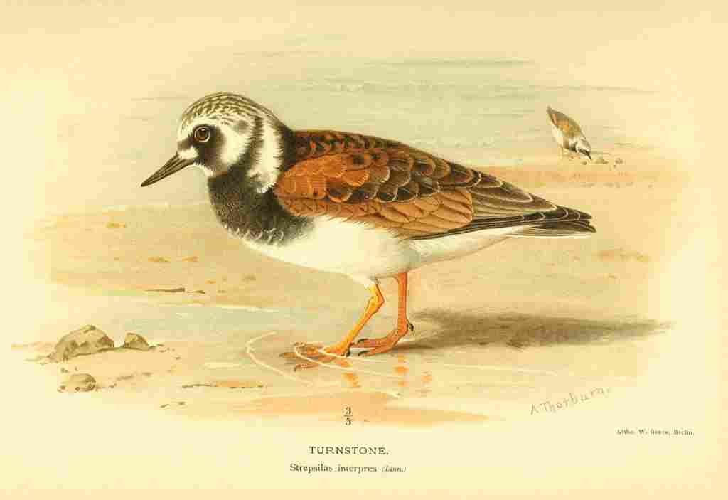 Thorburn Archibald 1885 Turnstone A4 Photo Print