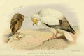 Thorburn Archibald 1885 Vulture Egyptian A4 Photo Print